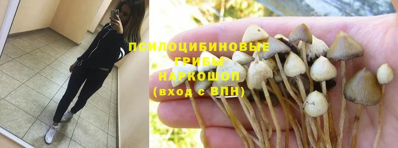 Галлюциногенные грибы MAGIC MUSHROOMS  Енисейск 